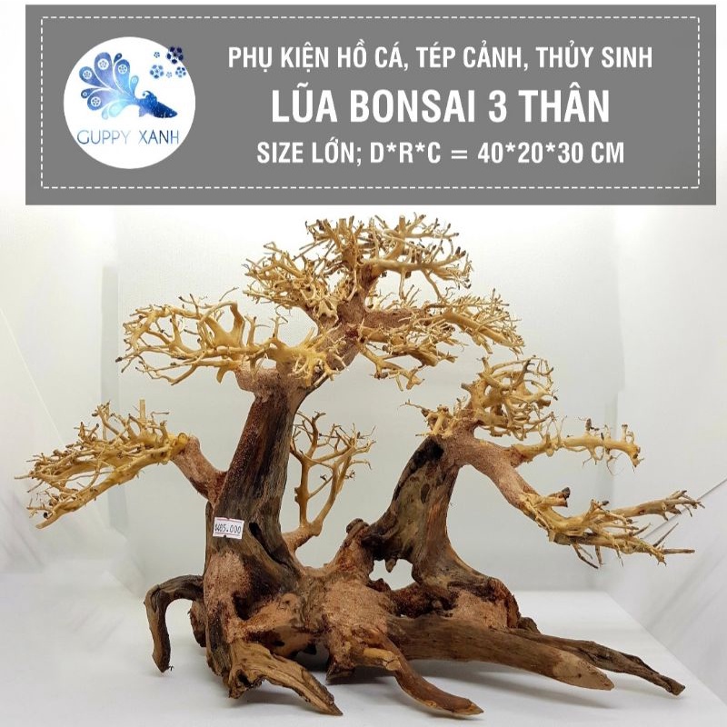 lũa bonsai cho hồ thủy sinh - có nhiều mẫu và dang cho việc set up hồ thủy sinh