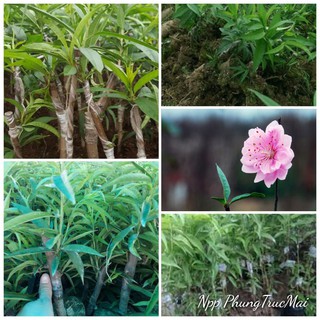 Cây đào nghép hoa hồng phai cánh kép /Cây hoa đào giống cho nhà vườn trồng đào bán tết