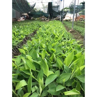 Cây chuối tiêu hồng cấy mô