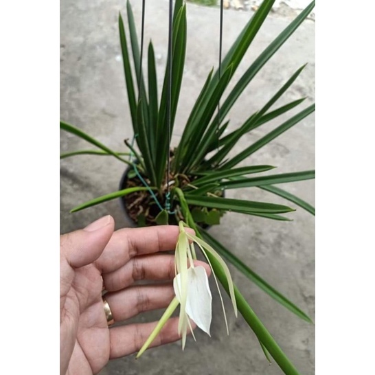 Cây Hoa Lan Brass Hoa Trắng