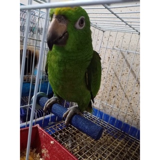 Cầu mài móng cho vẹt màu ngẫu nhiên.