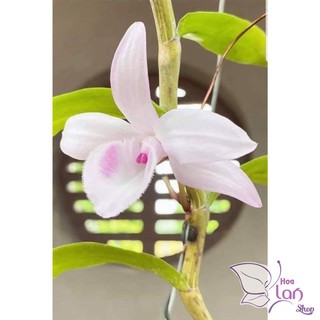Lan Phi Điệp 🍀FREESHIP🍀 Hồng Yên Thủy [ Ươm Kie ]