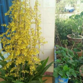 Vũ nữ mật ngọt ngồng hoa dài 2m