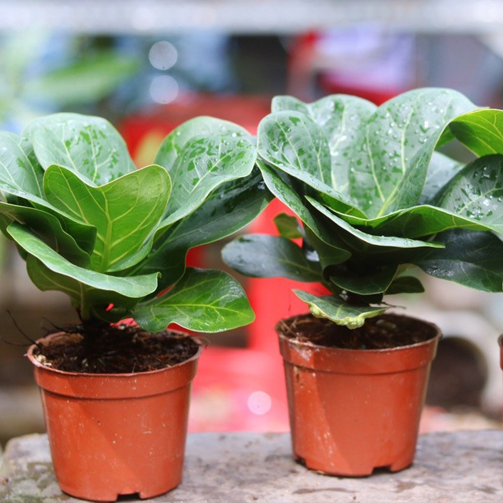 Cây Mini Phong Thủy Bàng Singapore mướt lá | Mini Fiddle-leaf fig