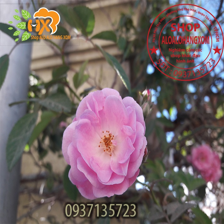 Cây hoa hồng tầm xuân cây con -combo 5 cây