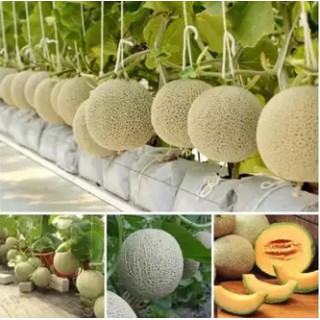 Hạt giống Dưa Lưới F1 - 1gr