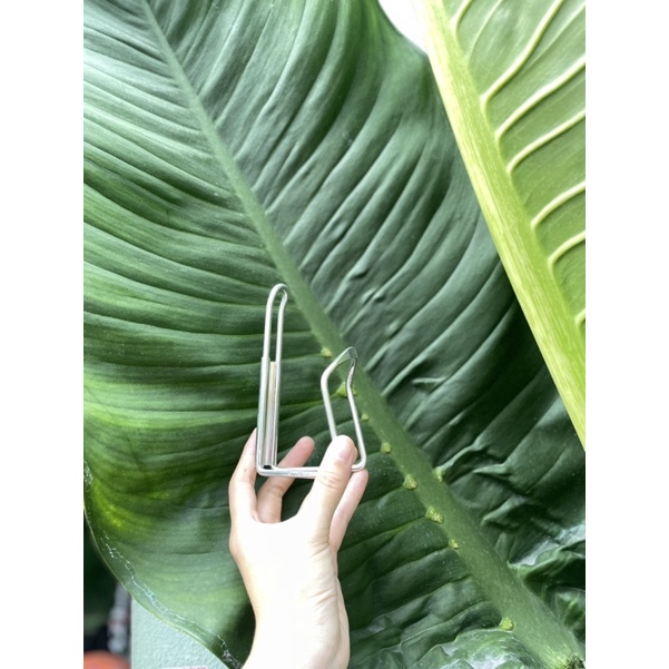 Giá đỡ bình nước- Gắn xe đạp thể thao