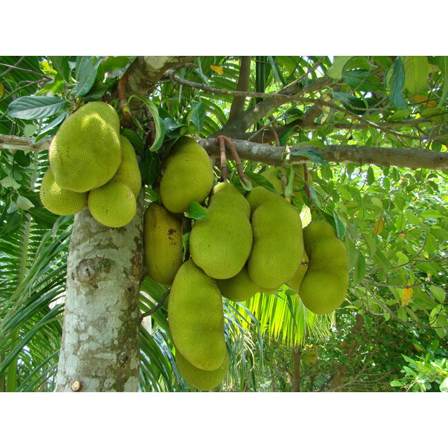 Cây Giống mít ta- MDN064