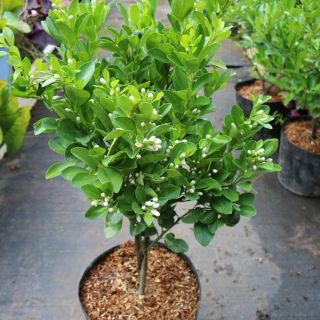 Tắc chua... đang hoa đang trái