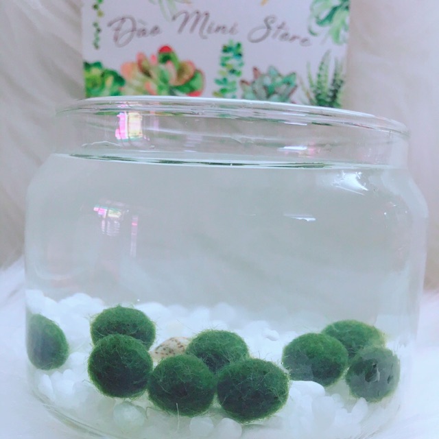 Combo 10 marimo giá sỉ .