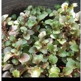 Chậu Cải xoong nhật (chậu ra dền nhật)