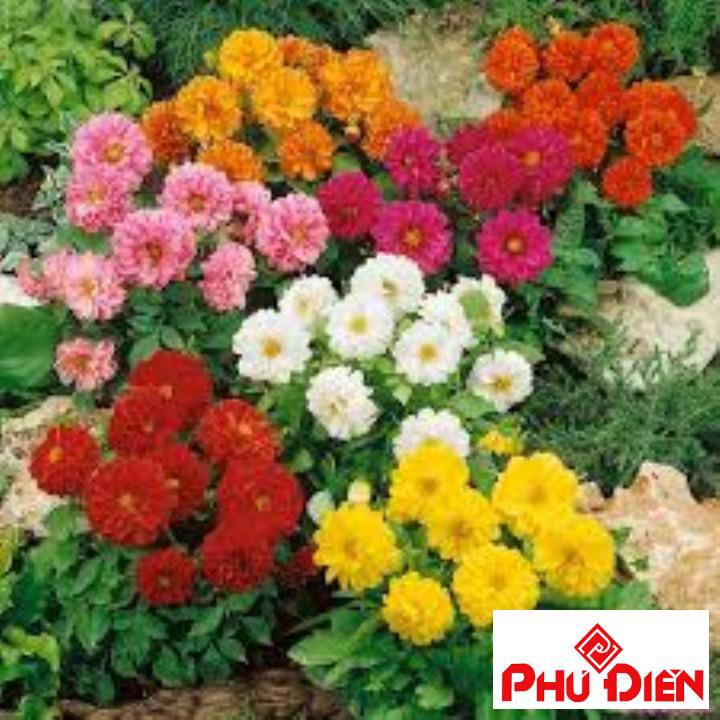 hạt giống hoa thược dược lùn 40 hạt  PHÚ ĐIỀN