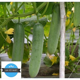 Hạt Giống Dưa Chuột Nếp Ta - 10 Hạt