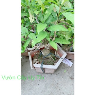 Lộc Vừng Bonsai
