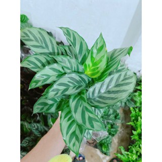 Đuôi công xanh ( loại lớn )