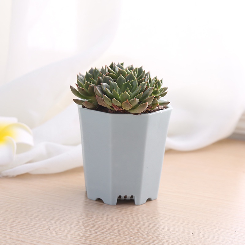 Chậu Nhựa Dày Hình Bát Giác Trồng Hoa / Cây Mọng Nước Để Bàn