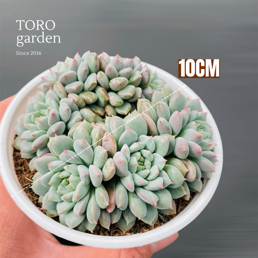 Sen đá dù xanh bụi Đà Lạt size trung bình cây cảnh trang trí nhà cửa Toro garden