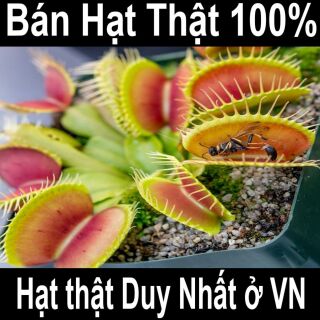 Bộ gieo hạt giống cây bẫy kẹp,cây bắt ruồi,cây ăn thịt