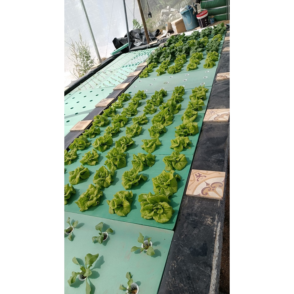 Xốp XPS trồng rau thủy canh Aquaponics tại nhà, dài 1200 mm, rộng 600 mm, dày 50 mm