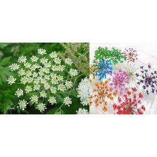 Hạt giống hoa Tuyết cần cảnh Daucus carota daras seeds (Hoa cà rốt dại) dễ trồng