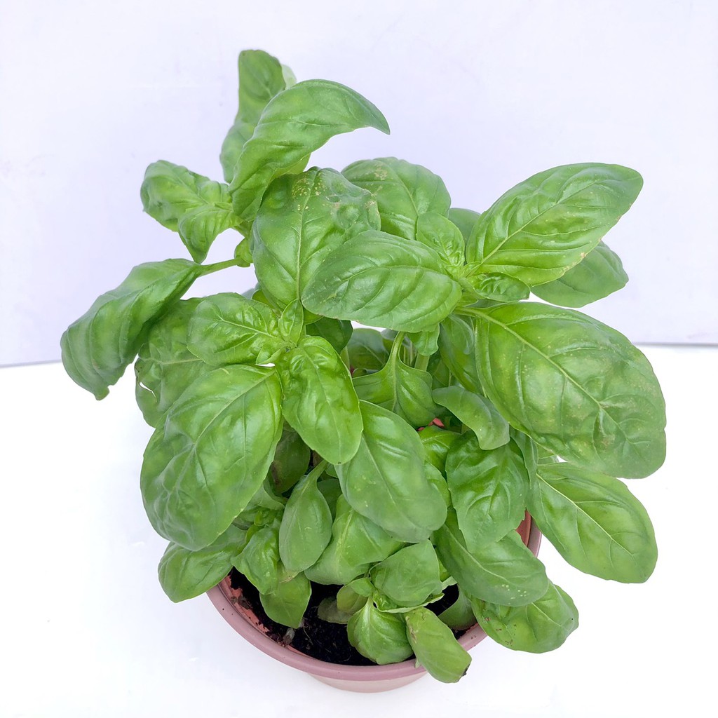 Cây húng tây sweet basil (Ảnh thật)