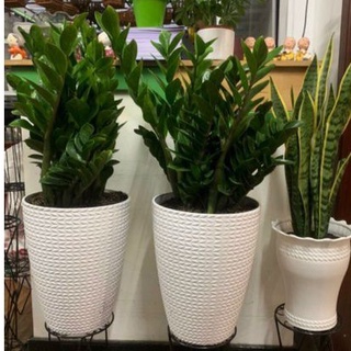 33x41cm_Chậu nhựa bông lúa trắng cao cấp dày đẹp trồng hoa, cây cảnh size 3 to nhất