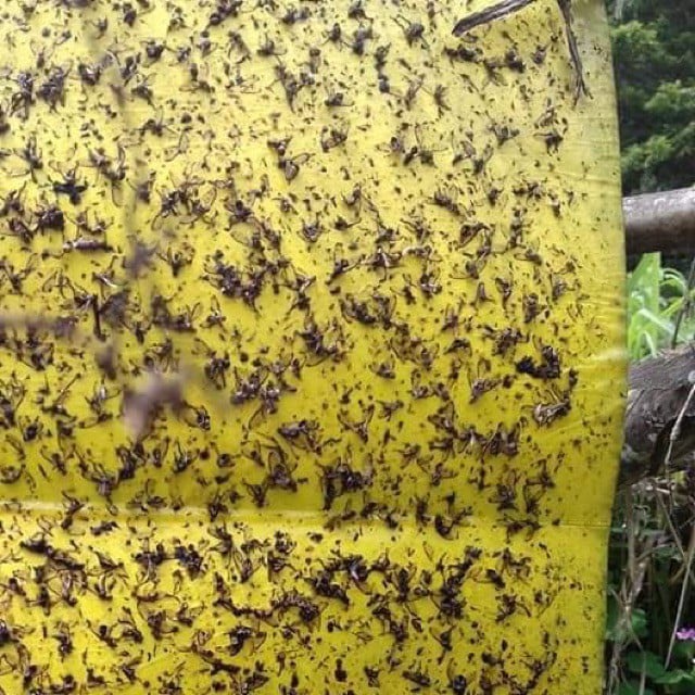 Bẫy Dính Côn Trùng Hàn Quốc 2 Mặt Dính, Cuộn Bẫy Dính Kích Thước 20cmx100m