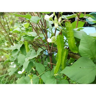 Hạt Giống Đậu Rồng(Đậu Khế)
