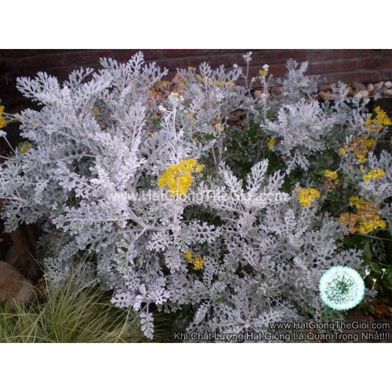20h Hạt Giống Cúc Lá Bạc Cây Ren Bạc (B3.504| B7*V64)