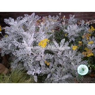 0.1GR 170.HAT Hạt Giống Cúc Lá Bạc Cây Ren Bạc (KD| -KD: B6*V64*M242)