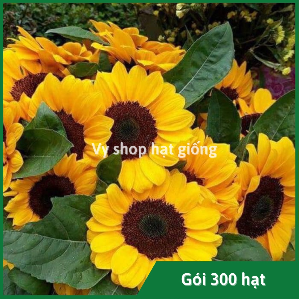Hạt giống hoa hướng dương cắt cành Sakata gói 10 hạt