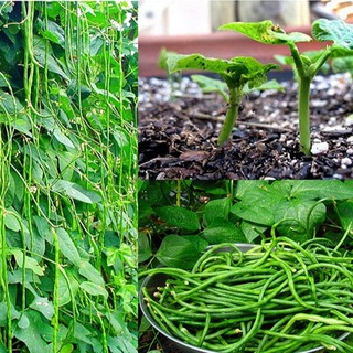 Hạt giống đậu đũa xanh đậu - 1 gói 20gram - hgt