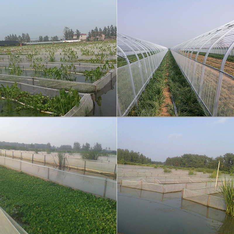 Tráng lưới nuôi ốc nhồi ốc bươu đen rộng cá ( lưới cước công nghệ Thái Lan)