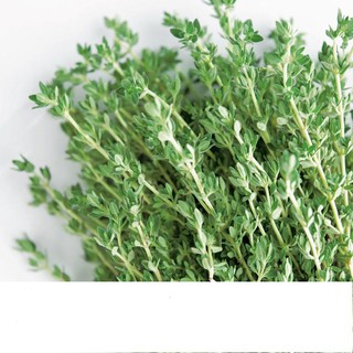 Hạt giống rau thơm xạ hương thyme 0.01gr