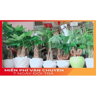 Chậu Kim Ngân 3 Thân Lớn
