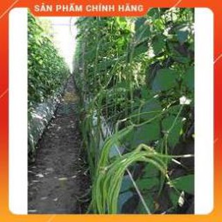 HẠT GIỐNG ĐẬU ĐŨA CAO SẢN