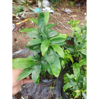 Mai Vàng Bonsai Mini (Giống Giảo Thủ Đức)
