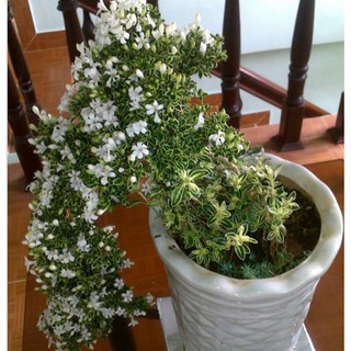 Cây hoa bạch tuyết mai đang hoa siêu đẹp (gửi đi ảnh cuối)