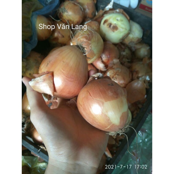 Hành tây tươi ngon ngọt loại 1 túi 1 kg - ship Hà Nội