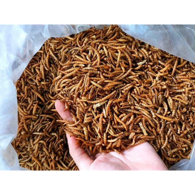 Sâu Superworm sấy - sâu sấy khô 1kg