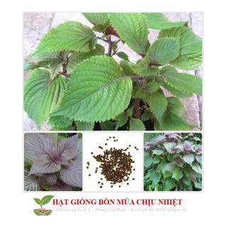 Gói 100 Hạt Giống Cây Rau Tía Tô Cao Sản luckyseed hạt siêu rẻ