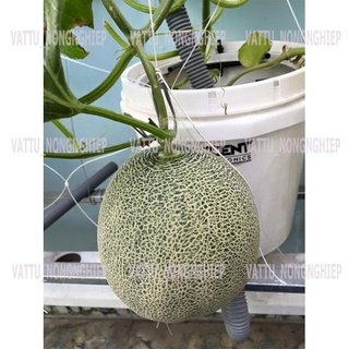 Dung dịch thủy canh dưa lưới Hydro Melon (200g)