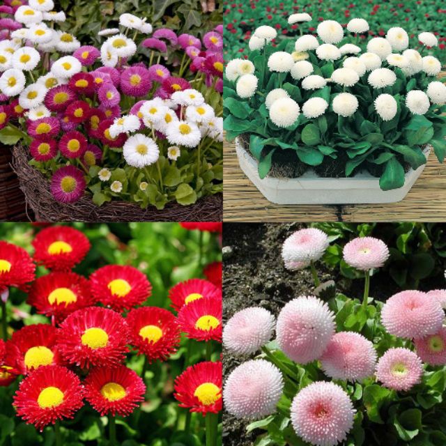 Hạt giống cúc Daisy mix hạt giống hoa cúc anh nhiều màu