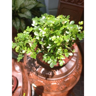 Cây cần thăng bonsai để bàn