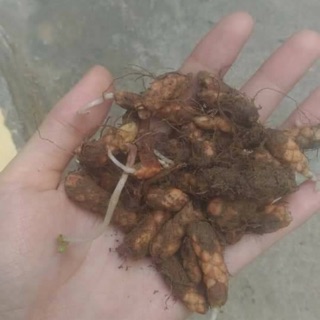 Củ bướm đêm com bo 5 củ 100k .