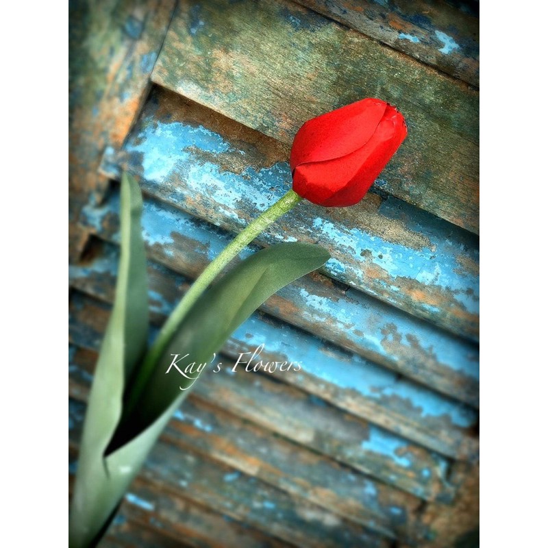 Khuôn cắt làm hoa tulip