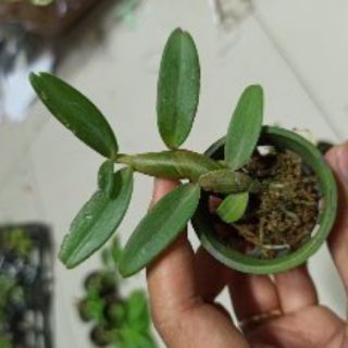 Hoa lan phi điệp Nù Tali 68 giống