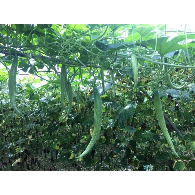 HẠT GIỐNG LẶC LÈ THÁI LAN