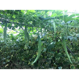 HẠT GIỐNG LẶC LÈ THÁI LAN