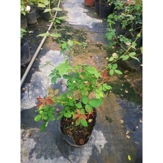Combo 5 cây hoa hồng leo pháp(7màu)
